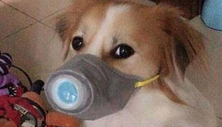 coronavirus,dogs and cats,coronavirus,cat and dogs,coronavirus news,weird news