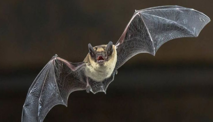 coronavirus,bats,covid 19,bats responsible for coronavirus,coronavirus news