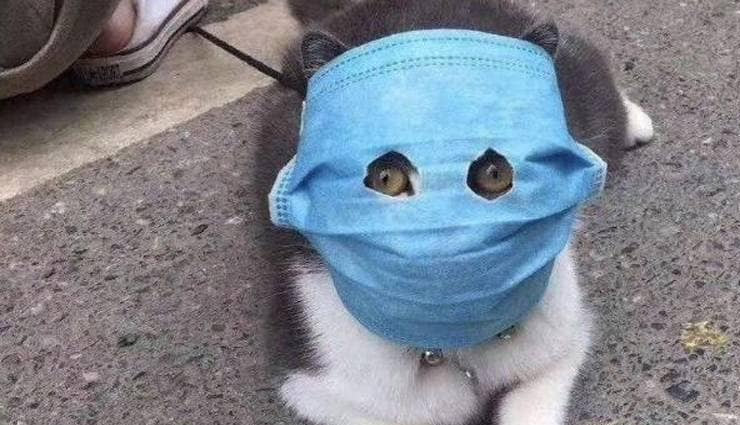 coronavirus,dogs and cats,coronavirus,cat and dogs,coronavirus news,weird news