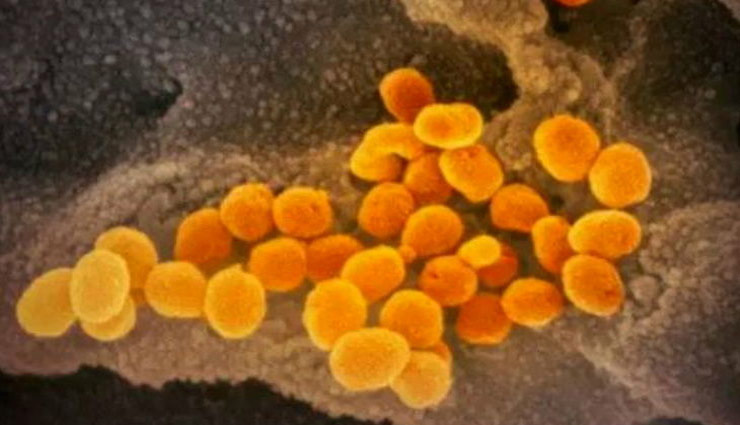 coronavirus,microscopic photos of coronavirus,china,america,weird news ,कोरोना वायरस
