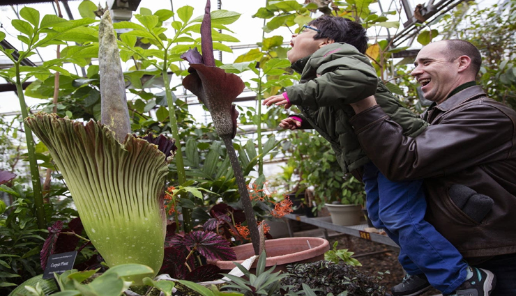 अनोखा फूल जिससे खुशबु की जगह आती हैं बदबू, महक सैंकड़ों सड़ी लाशों से भी गंदी