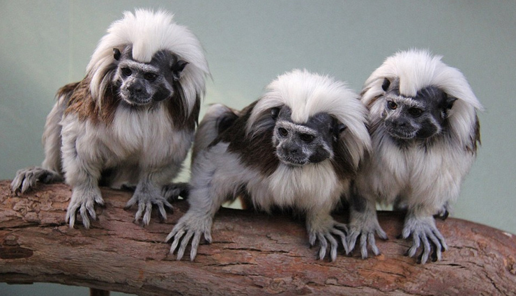 animals around the world,6 exquisite species of zoo animals,6 rare zoo animals,6 rare animals that are found in zoo,zoo animals,rare species of animals around the world,albino american alligators,african painted dog,panamanian golden frog,cotton-top tamarin,lord howe island stick insect,melbourne zoo australia,lincoln park zoo illinois,the maryland zoo baltimore,cincinnati zoo & botanical garden ohio,newport aquarium kentucky