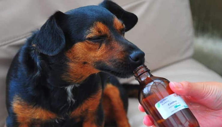 cough in dogs,canine care,remedies for dog cough,dogs health care tips