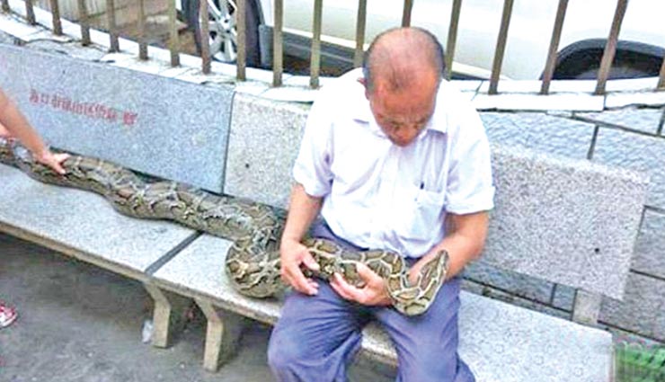 couple raised python as their child,chinese couple raised python,couple adopted python as child,weird story,china,weird story around the world