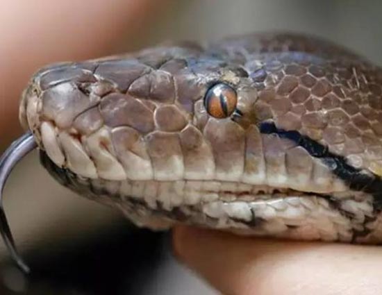 A Couple Raised Python as Their Child