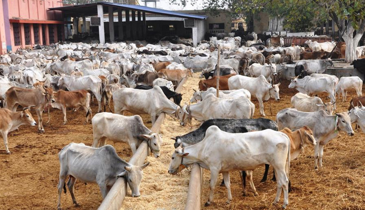 cow,right to live,humans,rights,news