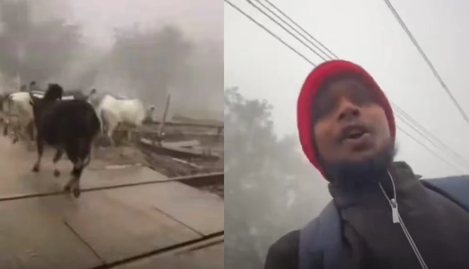रेलवे ट्रैक पर फंसी गायों के लिए फरिश्ता बनकर आया शख्स, वीडियो देख भावुक हुए लोग