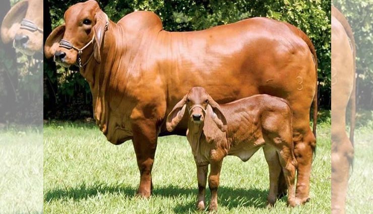 5 things lord krishna loves,janmashtami special,shri krishna,facts about janmashtami in hindi