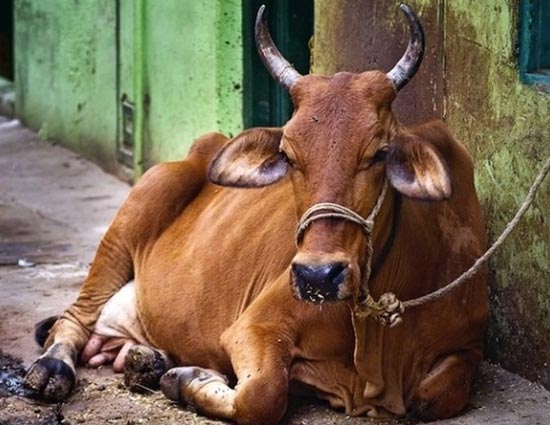 गौरक्षा के नाम पर उपद्रव : तालाब में मरी गाय देख गुस्साए लोग, तोड़फोड की