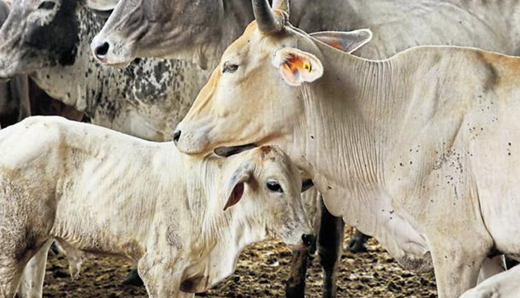 Cows, humans enjoy the same right to life