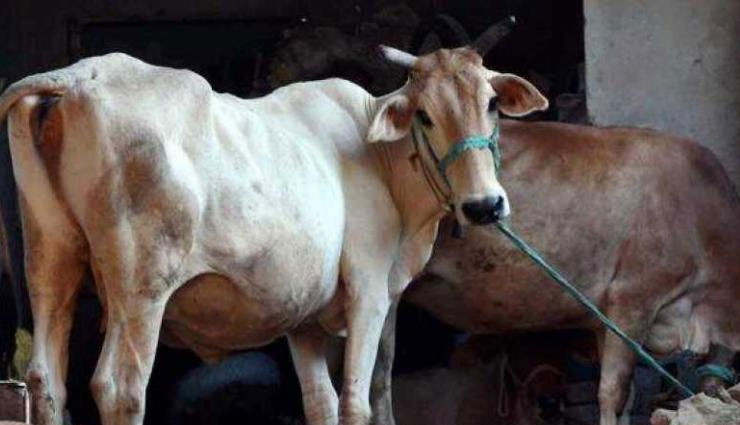 अयोध्या : गायों के साथ दुष्कर्म, सीसीटीवी कैमरे में कैद हुई घटना, आरोपी गिरफ्तार