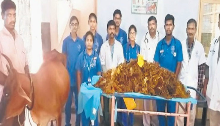 तमिलनाडु : गाय के पेट से 52 किलो प्लास्टिक निकाली, 5 घंटे चली सर्जरी 