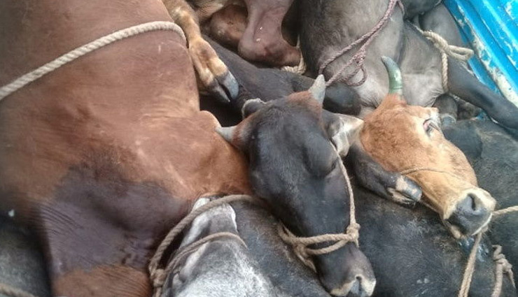राजस्थान : मिनी ट्रकों में ठूंस-ठूंस कर भरी गई थीं 80 गायें, पुलिस को देख गाड़ियां छोड़ भागे ड्राइवर 