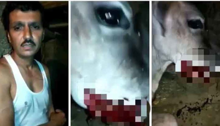 हथिनी के बाद अब गर्भवती गाय को खिलाया विस्फोटक, बुरी तरह हुई जख्मी, पुलिस ने दर्ज किया मामला