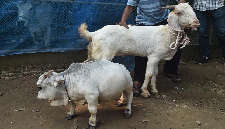 अपनेआप में अनोखी हैं यह बौनी गाय, लगती हैं किसी खिलौने की तरह