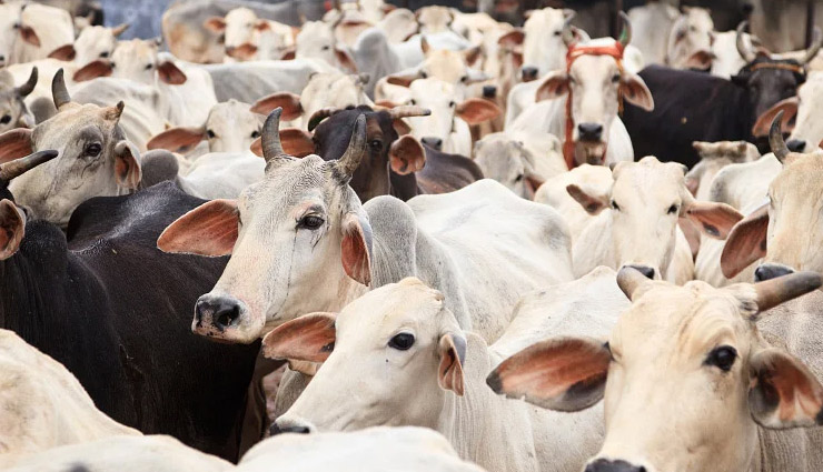 इलाहाबाद हाईकोर्ट ने केंद्र सरकार से कहा- गाय को घोषित करें राष्ट्रीय पशु, जब गायों का कल्याण होगा, तभी देश का कल्याण होगा 