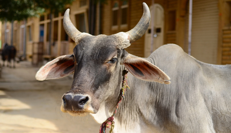 astrology tips,astrology tips in hindi,morning auspicious signs