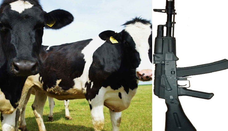 आखिर क्यों की जा रही हैं यहां AK-47 और गाय की अदला-बदली, जानें पूरा माजरा