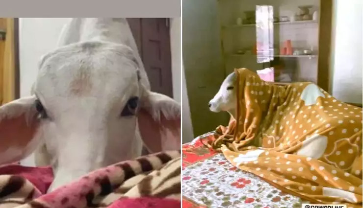 राजस्थान: शख्स ने घर में ही गायों के लिए बनाया पर्सनल बेडरूम, तस्वीरें और वीडियो सोशल मीडिया पर वायरल