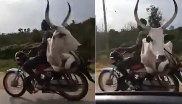 बाइक पर घूमती गाय का वीडियो सभी को कर रहा हैरान, आइये देखें 
