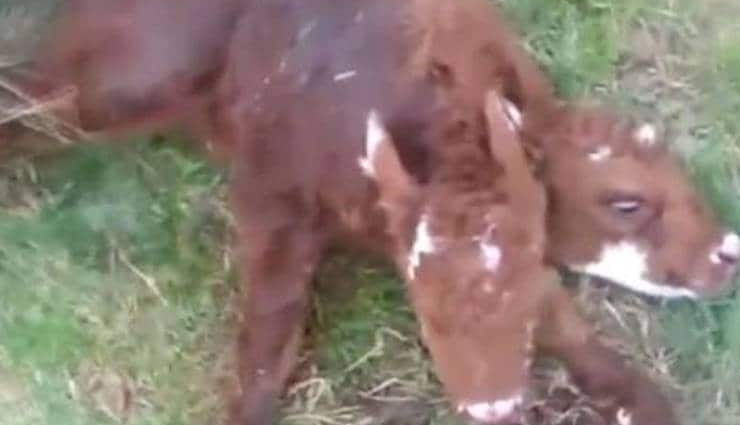 cow,calf,two heads,weird news