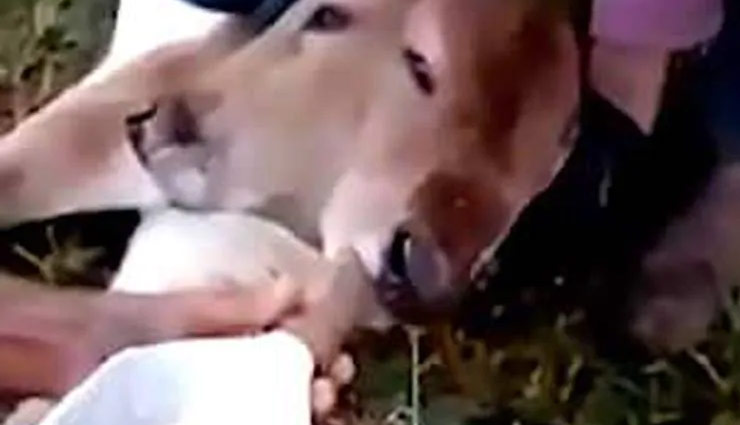 cow,calf,two heads,weird news