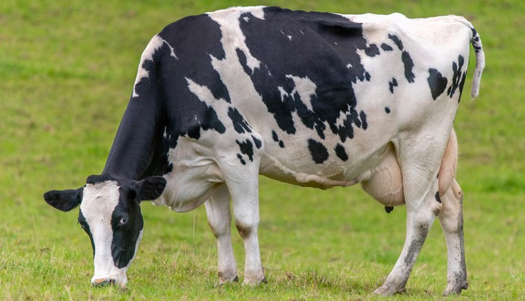 coronavirus,cow,cow antibody,cow antibody kill coronavirus,news ,कोरोना वायरस,गाय