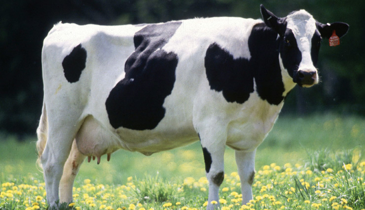 coronavirus,cow,cow antibody,cow antibody kill coronavirus,news ,कोरोना वायरस,गाय