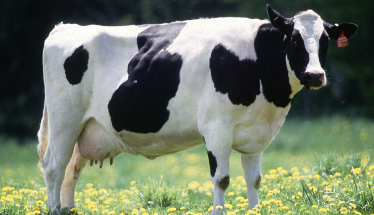 coronavirus,cow,cow antibody,cow antibody kill coronavirus,news