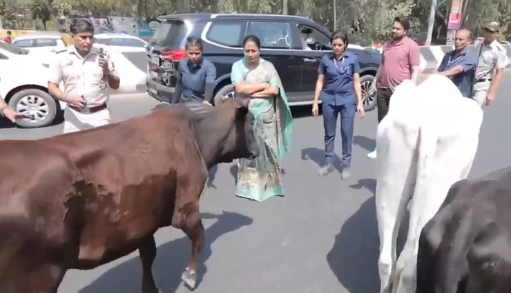 stray animals delhi,delhi cm convoy stopped,delhi traffic news,cm rekha gupta news,stray cattle on road,delhi government updates,traffic disruption delhi,urban planning delhi