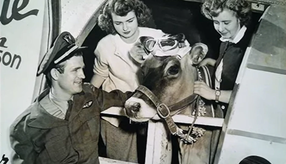 आसमान में सैकड़ों फीट तक उड़ी गाय, इतिहास में पहली बार दर्ज हुआ था ऐसा अनोखा कारनामा आसमान में सैकड़ों फीट तक उड़ी गाय, इतिहास में पहली बार दर्ज हुआ था ऐसा अनोखा कारनामा