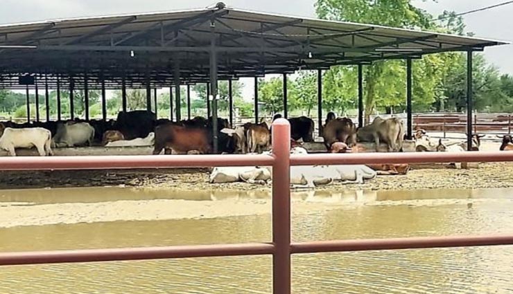 जयपुर : गोशाला में नदी का पानी आने से बाड़े में फंसी 40 गायों की मौत, व्यवस्थापक ने नकारे आरोप