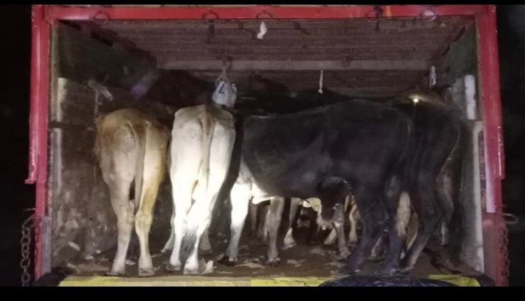 टोंक : पकड़ा गया गो वंश से भरा ट्रक, भूसे की बोरियों के पीछे लदी थीं 35 गायें