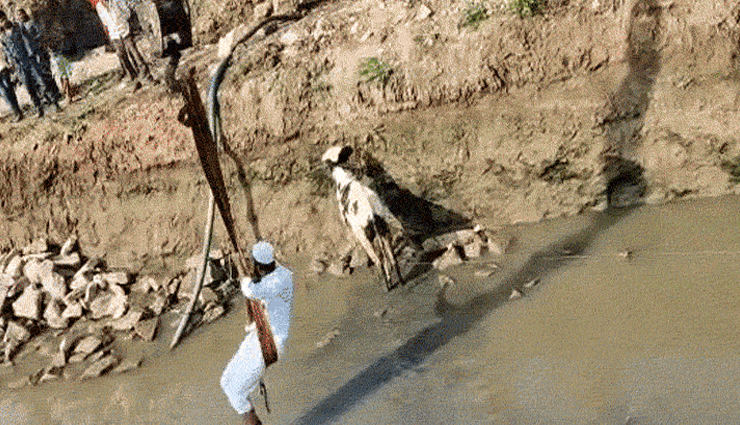 कोटा : दलदल में फंसी गाय को बचाने के लिए मुस्लिम युवक ने लगाई अपनी जान की बाजी, था मगरमच्छ का खतरा