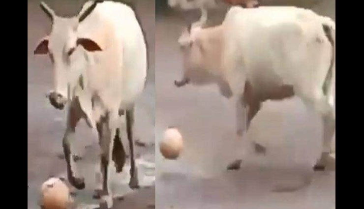 मैदान में फुटबॉल खेलने लगी गाय, लगाई किक पर किक, वीडियो वायरल