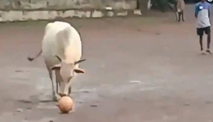 cow playing football,football,football,social media,football,cow football,weird video,viral video,weird news,weird story