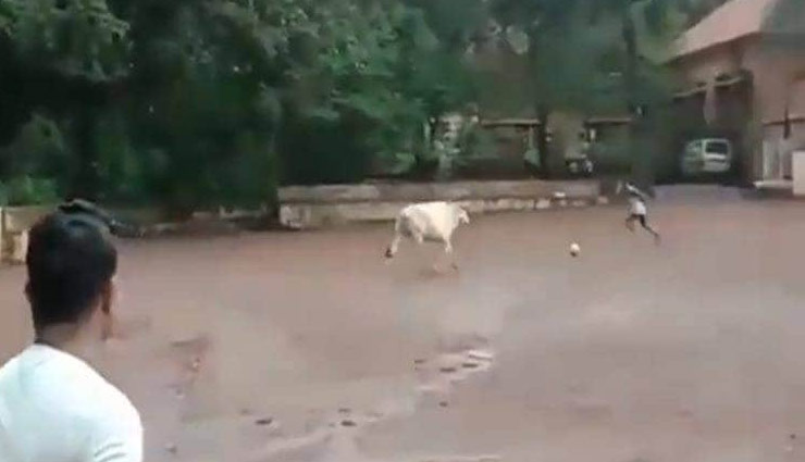 cow playing football,football,football,social media,football,cow football,weird video,viral video,weird news,weird story