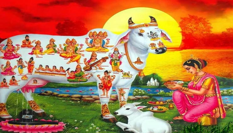 इस तरह खिलाएं गाय को रोटी, संवरेंगे जीवन के हर काम