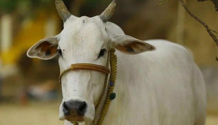 पश्चिम बंगाल: गर्भवती गाय के साथ युवक ने किया रेप, बेजुबान की हुई मौत