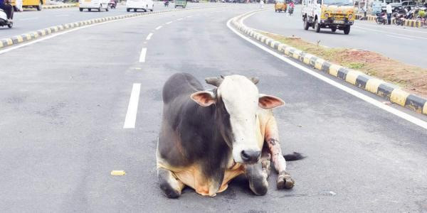 cow sits on middle of road,weird story ,गाय का सड़क के बीच में बैठना, अनोखा कारण, गायों की आदत,अजब गजब खबरे हिंदी में