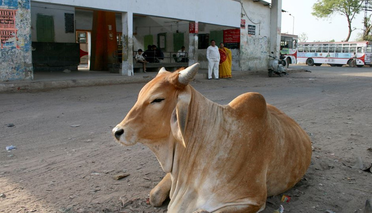 आखिर क्यों गाय को सड़क की बीच में बैठना है पसंद, जानें इसकी सच्चाई के बारे में 