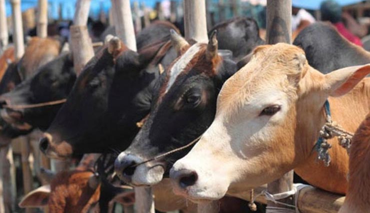 अलवर : नहीं थम रहे गोवंश तस्करी के मामले, ले जा रहे थे 22 गायों को ठूंसकर, 7 की हुई मौत