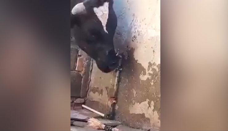 गाय को लगी प्यास, खुद ही खोला नल, पीया पानी और फिर सींग से किया बंद; Viral Video