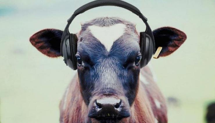 आखिर क्यों यहां गायों को सुनाया जाता हैं संगीत, कारण हैरान करने वाला