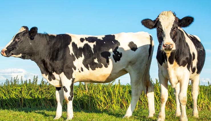 astrology tips,astrology tips in hindi,dreams to improve your luck,dreams indication,dream and luck