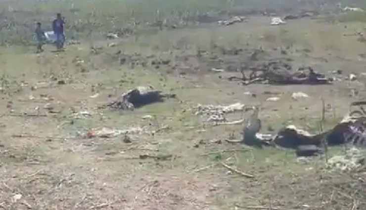 madhya pradesh,bhopal,dead body of cows,skeleton of cows,gaushala