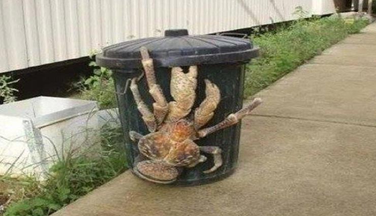 इंसान की हड्डियां तक तोड़ सकता हैं दुनिया का यह सबसे ताकतवर केकड़ा weird news,weird information,coconut crab,most powerful crab