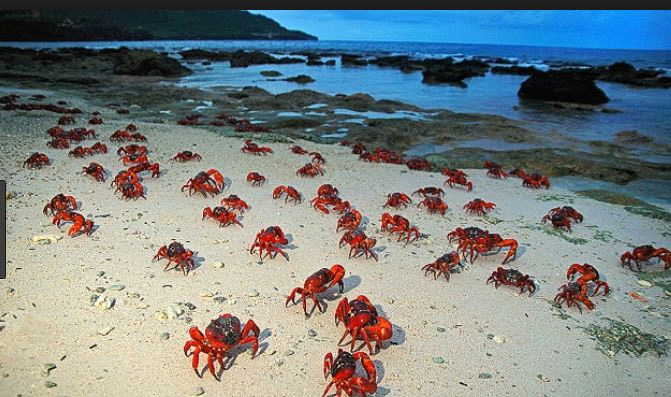अनोखे देश जहां बारिश के दौरान पानी नहीं बरसते है जानवर weird rains,rains around the world,weird story