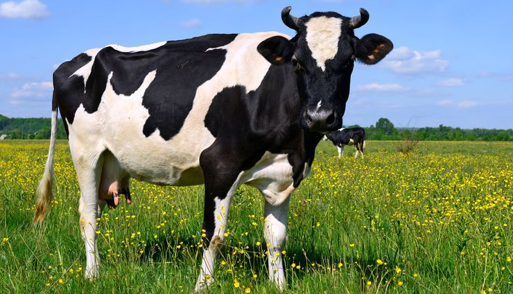 Bhopal to build crematorium for cows