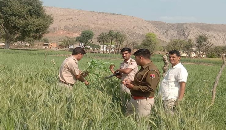 अलवर : गेंहू की आड़ में अफीम की खेती, पुलिस ने जब्त किए पौधे